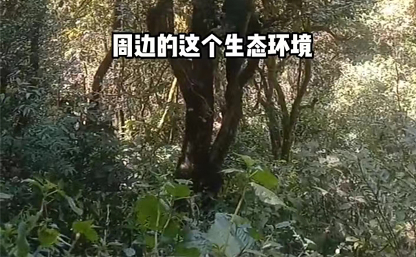 23年和26年陈家寨古树普洱茶