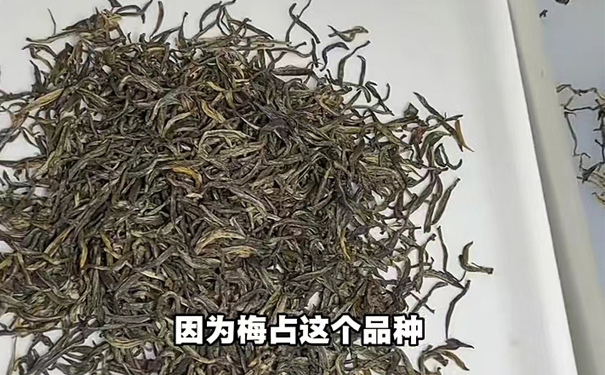 重揉捻和长萎凋梅占金骏眉茶