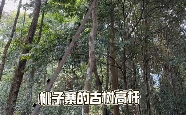 蛮砖桃子寨古树普洱自然陈化