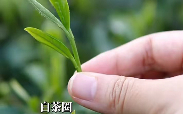 白茶圈的华茶一号茶芽