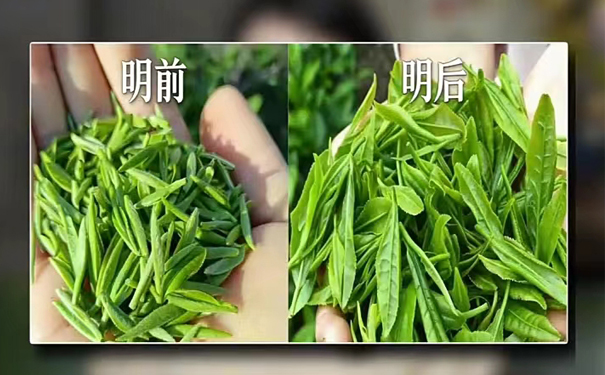 西湖龙井茶明前如何分辨真假