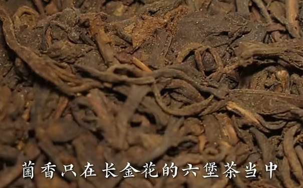 有菌香味长金花的六堡茶