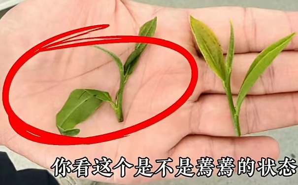 九曲红梅红茶萎凋后的状态