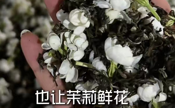 不是炒出来九窨茉莉花茶过程