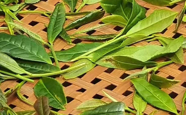 白茶制作时用到的萎凋与干燥