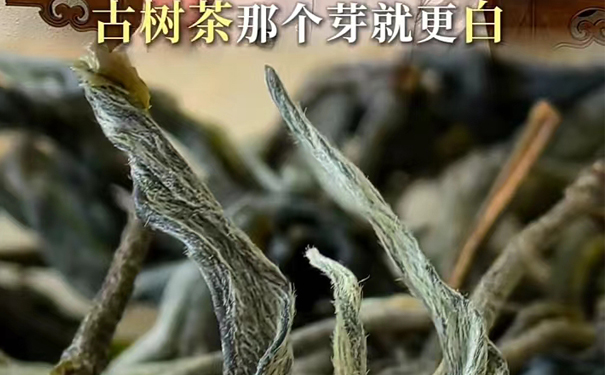 辨别云南普洱台地茶与古树茶