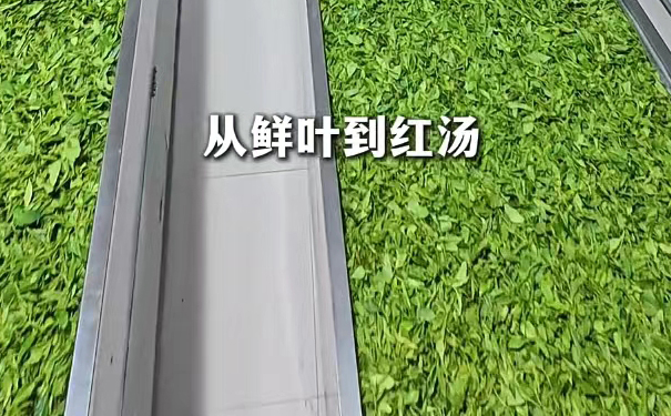 从萎凋到烘干的四个红茶制作