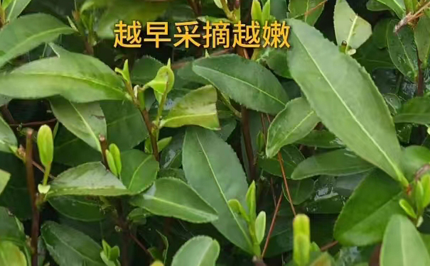 图二采摘鲜叶图