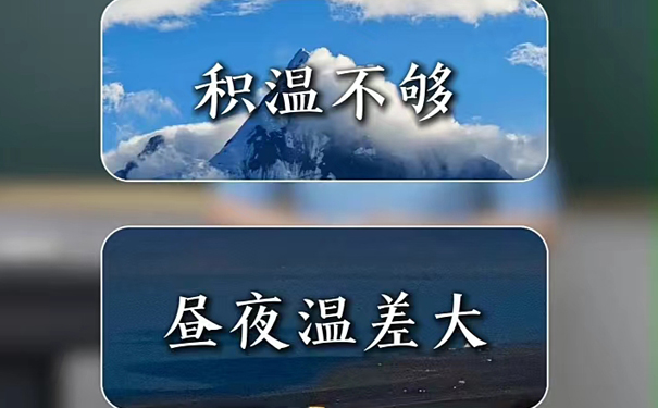 茶树海拔越高，品质并非越好