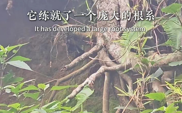 岩茶的岩韵与植被关系与影响