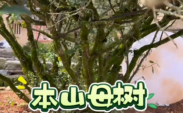 安溪本山母树与铁观音百香形成