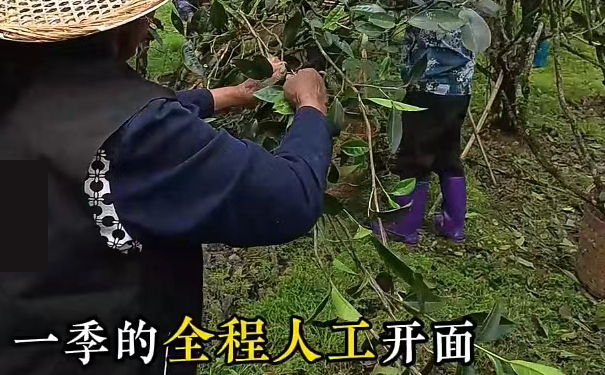 茶农在茶园进行人工开面采摘 茶农人工开面采茶