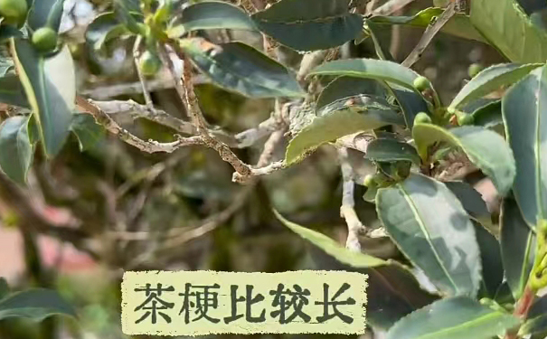 茶梗较长的茶树 茶梗较长的茶树
