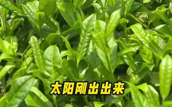 武夷岩茶采摘时段口感差异-正岩核心山场为何如此稀缺