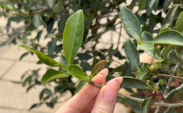 茶树新芽 茶树新芽