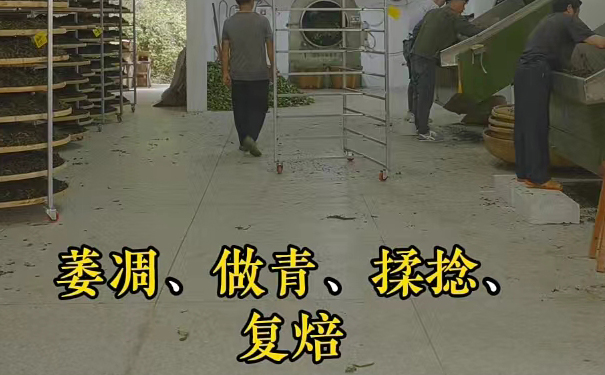茶叶萎凋、做青、揉捻、复焙的加工场景 茶叶萎凋做青揉捻复焙