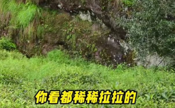 正岩岩茶做青工序实拍,从鲜叶到成品茶的制作过程,繁复工艺推高正岩春茶生产成本 武夷岩茶传统手工做青摇青工艺