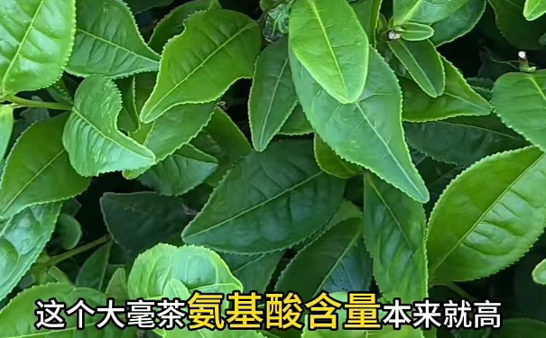 福鼎白茶滋味偏淡的四个原因：品种、工艺、等级、冲泡