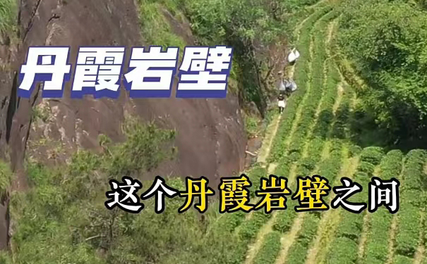 岩茶价差十倍甚至百倍，正岩山场与制茶成本到底差在哪