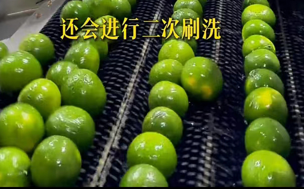 二次刷洗大青果,精细清洁工序 大青果二次刷洗,确保干净无残留