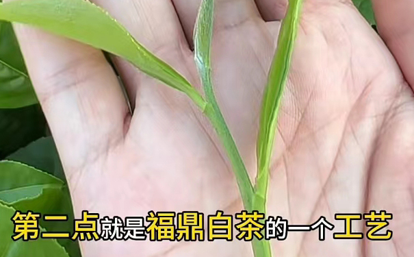 福鼎白茶制作工艺 福鼎白茶工艺