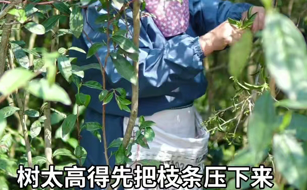 荒野贡眉茶树高枝采摘实景 茶农仰头压枝采摘荒野贡眉鲜叶,手工采茶过程