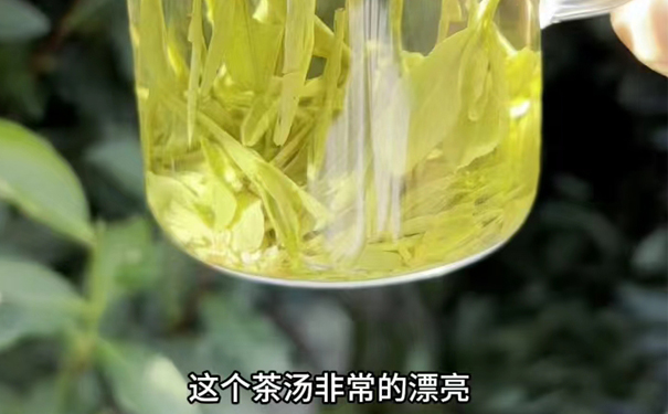 桂花狮峰龙井茶漂亮茶汤