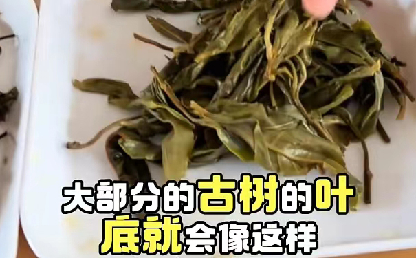 古树普洱生茶叶底展示,优质古树茶叶底肥厚舒展 古树普洱生茶叶底特写,叶底肥厚,自然舒展