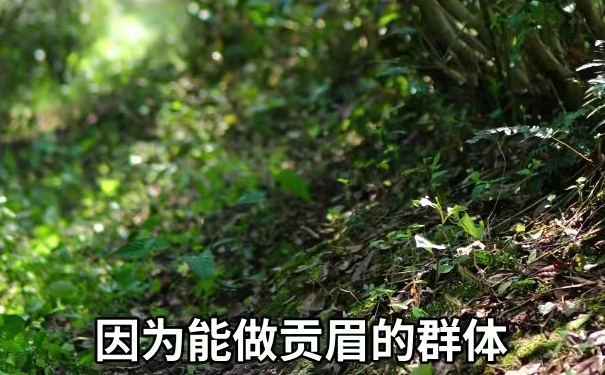 福鼎磻溪60年树龄荒野贡眉白茶探访