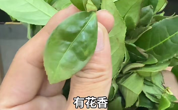 有花香的新鲜绿色铁观音 手捏一片带有花香的绿色铁观音