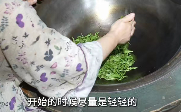 手工炒龙井茶,轻抖散热 开始炒茶,动作轻柔