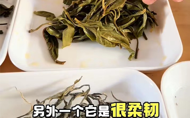 柔韧的普洱生茶叶底展示,优质叶底厚实有韧性 柔韧的普洱生茶叶底,叶底厚实,柔韧有弹性