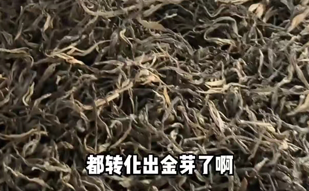 轻杀青云南古树普洱春茶转化实测