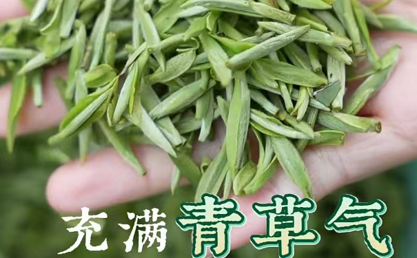 白茶花香毫香与青草气的差别究竟从哪来