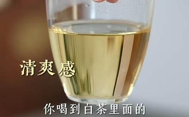 白茶清爽感