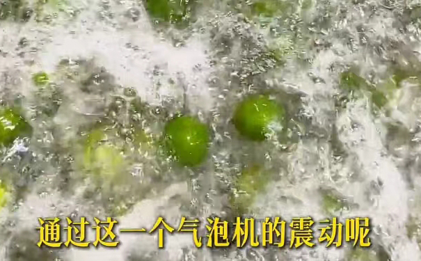 气泡清洗大青果,去除表面杂质 气泡机震动清洗大青果,清洁第一步