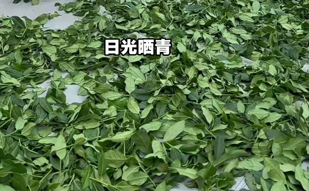 铁观音日光晒青,鲜叶薄摊走水生香 鲜叶日光晒青,均匀薄摊褪去草青气