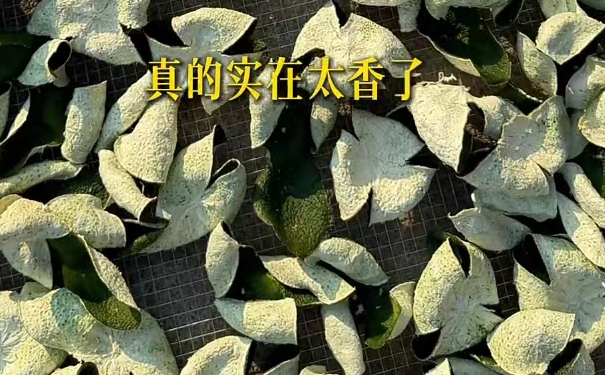 晒好大青皮,香气四溢 晒好的大青皮香气扑鼻,成品初现