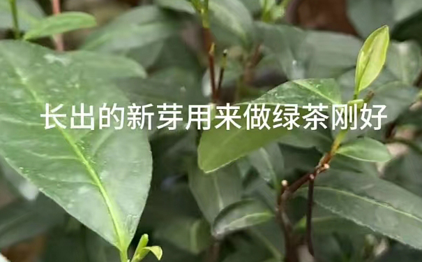 自家茶园秋梢新芽蒸青绿茶制作