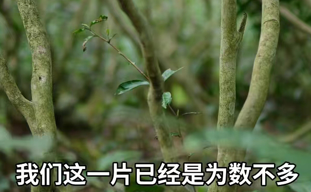 为数不多的荒野贡眉老茶树 稀疏生长的荒野贡眉茶树,树龄老且分布稀疏