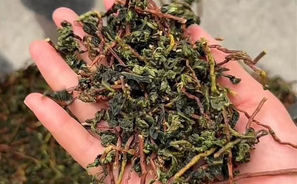 手工采摘的铁观音茶叶特写 手工采摘的铁观音干茶