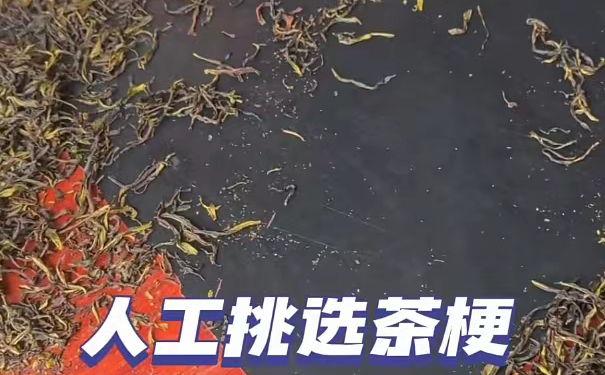茶叶加工中人工挑选茶梗的过程 人工挑选茶梗