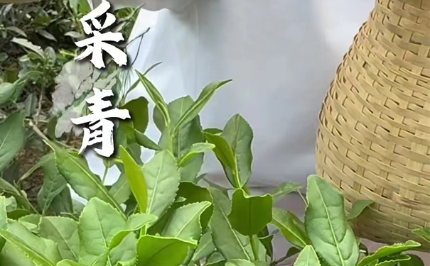 正午采青到精制：安溪南崎铁观音茶叶二十小时成茶