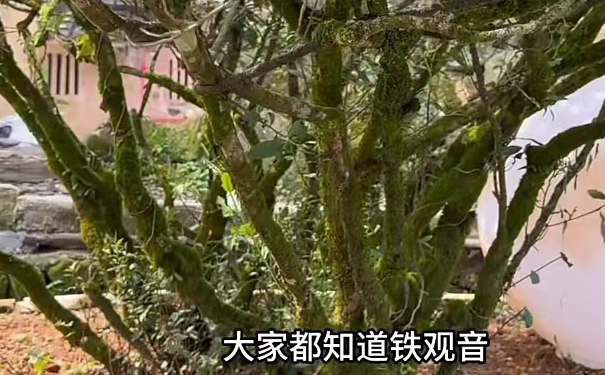 布满青苔的铁观音茶树 布满青苔的铁观音茶树