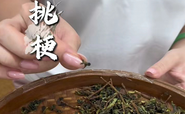 铁观音挑梗,人工拣出杂质提纯度 人工挑拣茶梗,精制第一步