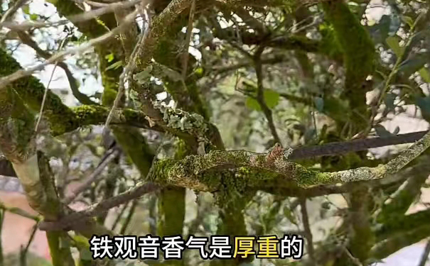铁观音茶树厚重的香气示意 铁观音茶树厚重的香气示意