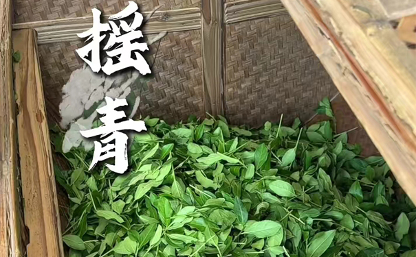 铁观音摇青,四摇四静一夜成韵 摇青工序,鲜叶入竹筛碰撞出香