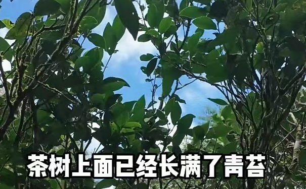 桐木关原生菜茶野放古茶园茶树青苔特写 桐木关原生菜茶野放古茶园
