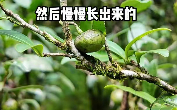 桐木关原生菜茶野放果子古茶园 桐木关菜茶野放果子茶园