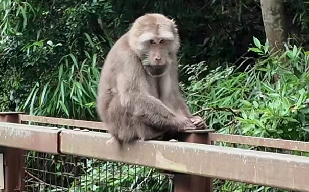 桐木关红茶正山小种与金骏眉产区工艺风味